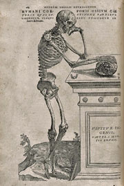 Vesalius_Anatomie_1543.jpg